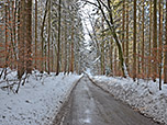 ...in ein Waldstück hinein
