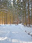 Wir durchwandern ein kleines Waldstück...