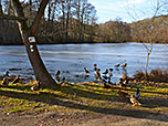 Enten am Langweiher