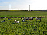 Schafe kurz vor Forstseeon