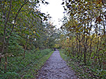Durch lichten Wald...