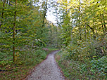 ...und erreichen den Wald...