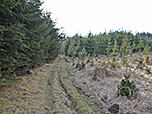 ...durch einen Wald...
