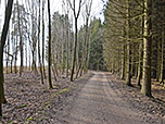 ...zu einem breiten Forstweg