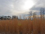 Der Weg wird von hohem Gras gesäumt