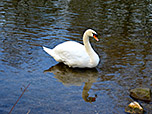 Schwan auf der Amper
