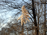 Schilf tanzt in der Sonne
