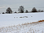 Rehe auf freiem Feld