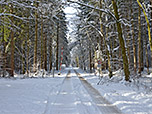 ...und folgen dem Forstweg...