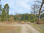 ...und erreichen ein Waldstück