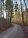 ...und folgen dem Forstweg...