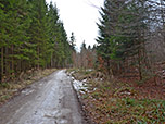 ...und erreichen über einen Forstweg...