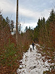...und folgen dem Waldweg durch den Staudagraben...