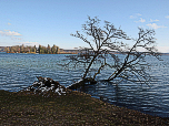 Hinter dem Baum zeigt sich die Roseninsel