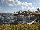 Schilf wächst am Ufer des Starnberger Sees