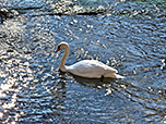 Und noch ein Schwan im eisigen Wasser
