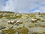 Schafe am Wegesrand