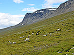 Schafe am Abstiegsweg