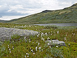 Wollgras am Høvringsvatnet