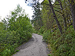 Über einen breiten Waldweg...