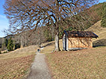 Wir passieren einen markanten einsamen Baum mit einem Holzschuppen...