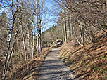 Durch lichten Wald wandern wir weiter leicht bergauf...