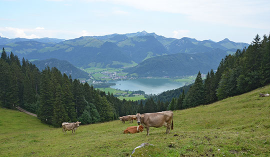 Wandern rund um den Walchsee