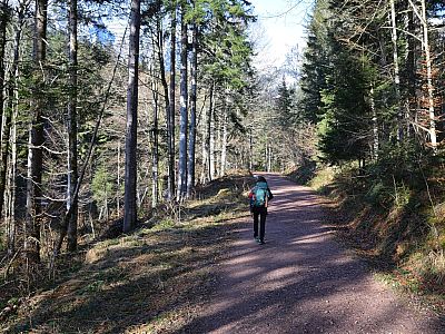 Im schattigen Wald gewinnen wir gemächlich an Höhe