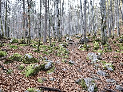 Moos hat sich auf den Steinen im Buchenwald angesiedelt