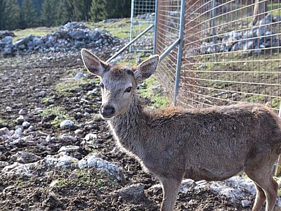 Ein junges Reh beobachtet uns aus dem Gehege
