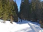 ...und schattigen Bergwald...
