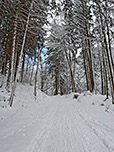 Wir erreichen den Bergwald...