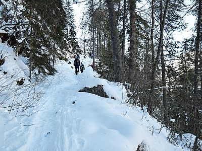 Durch den Wald steigen wir weiter auf...
