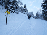 Hier halten wir uns links und folgen weiter dem ausgeschriebenen Weg zur Höllensteinhütte
