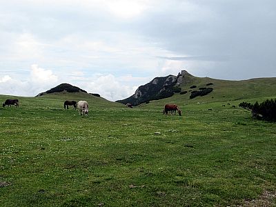 Auch Pferde und Kühe finden wir auf der Hochebene