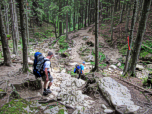 ... führt uns in den Wald und