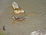 Ente auf dem Tappenkarsee