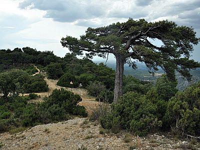 An diesem markanten Baum ...