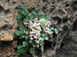 Eine Pflanze im Fels