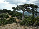 An diesem markanten Baum ...