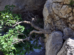 Ein Baum wächst aus dem Fels in die Schlucht hinein