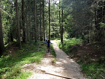 Ein breiter Forstweg führt uns bergab durch den Wald 