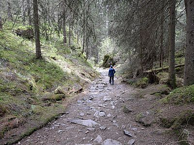 Durch den Bergwald spazieren wir zurück nach Maiern