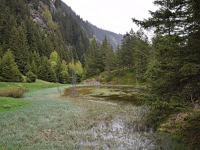 Diesen kleinen Tümpel gibt es vermutlich nur im Frühjahr