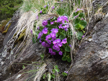 Behaarte Primeln (Primula hirsuta) säumen die Felsen am Rand des Weges