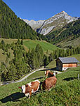 Kühe an der Bodenalm