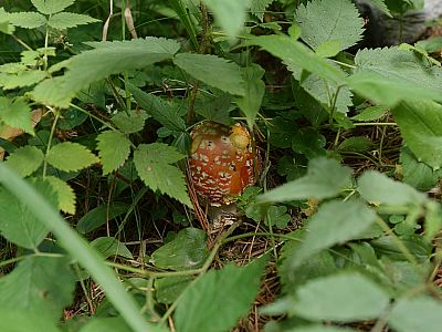 Am Wegesrand finden wir Pilze 