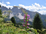 Blütenpracht am Wegesrand