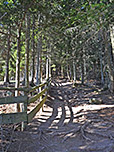 ...und wandern über einen steileren Waldweg bergauf