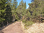...der uns in nördlicher Richtung in den Wald hinein bringt